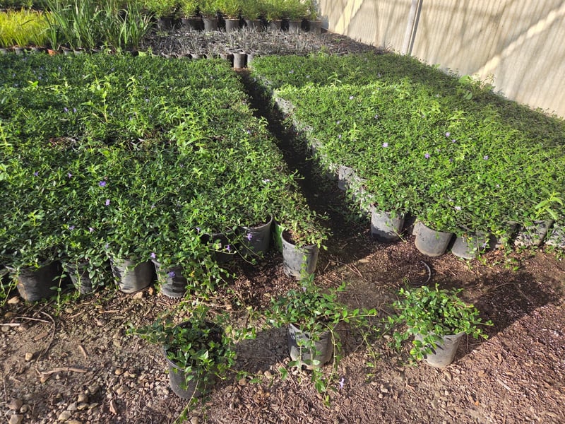 Photo for Vinca minor (Periwinkle, Myrtle)