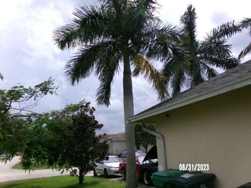 Photo for Roystonea regia (Cuban Royal Palm)