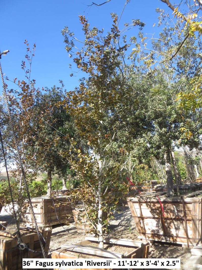 Photo for Fagus sylvatica 'Purpurea' (Copper Beech)