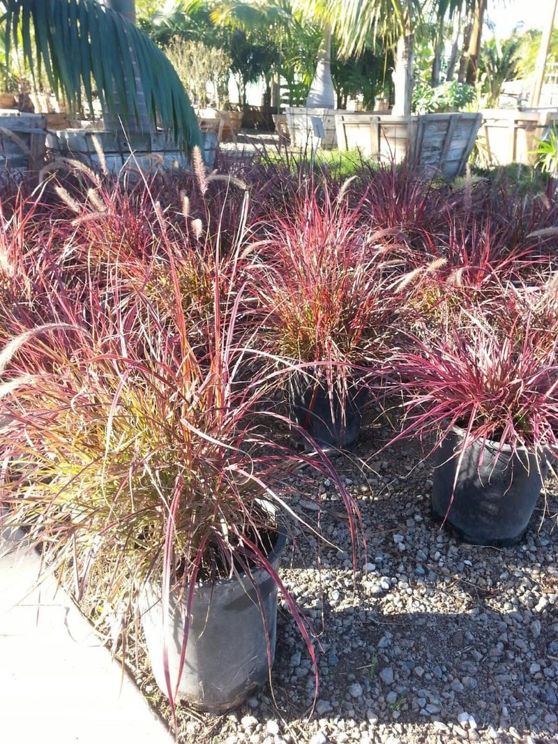 Photo for Pennisetum setaceum 'Fireworks' (Fireworks Fountain Grass)