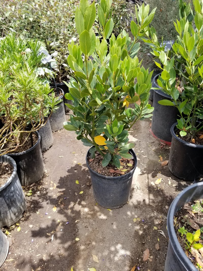Photo for Laurus nobilis (Shrub) (Sweet Bay)