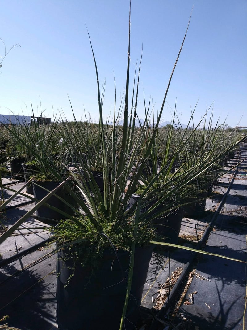 Photo for Hesperaloe funifera (Giant Hesperaloe)