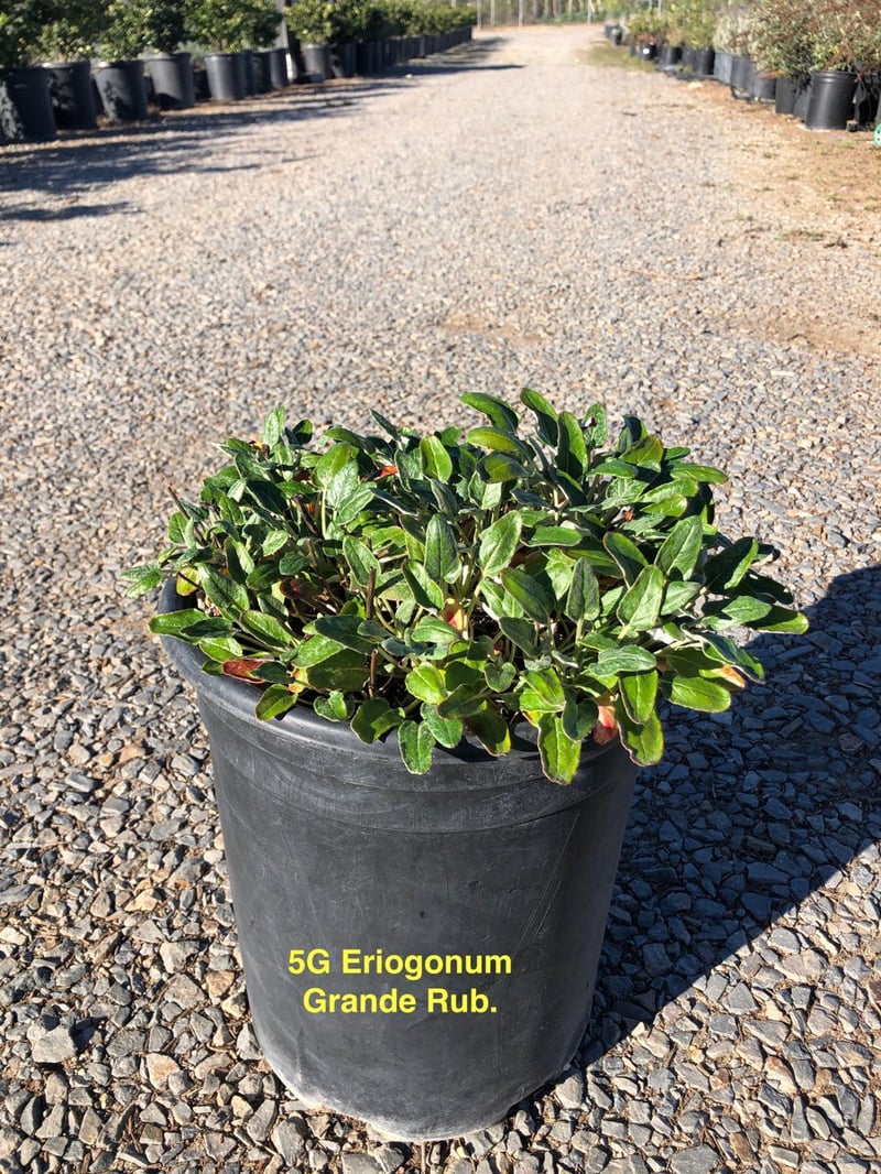 Photo for Eriogonum grande var. rubescens (Red-flowered buckwheat)