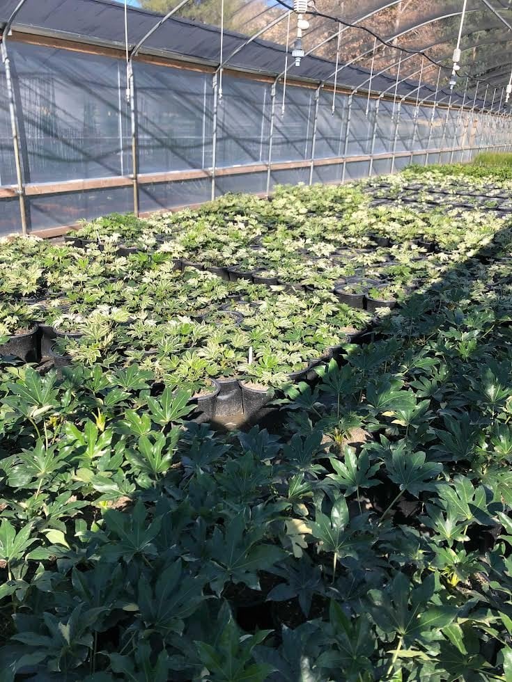 Photo for Fatsia japonica 'Variegata' (Variegated Japanese Aralia)