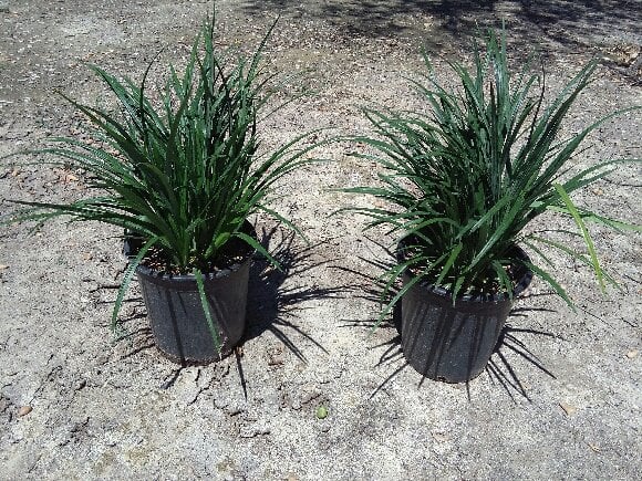 Photo for Liriope muscari 'Emerald Green' (Emerald Green Lily Turf)