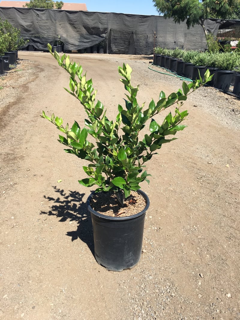 Photo for Ligustrum japonicum 'Texanum' (Waxleaf Privet)
