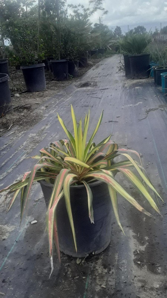 Photo for Yucca filamentosa 'Color Guard' (Color Guard Yucca)