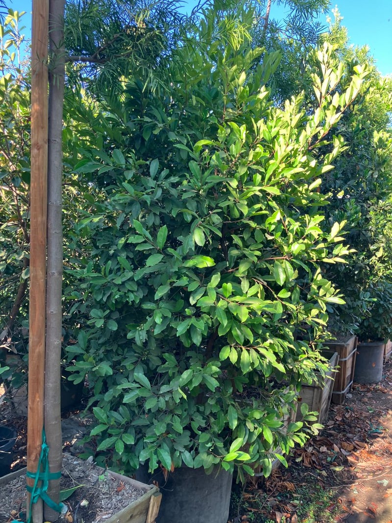 Photo for Prunus caroliniana (Column) (Carolina Cherry Laurel)
