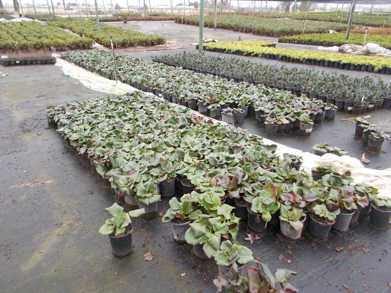 Photo for Bergenia cordifolia (Pigsqueak)
