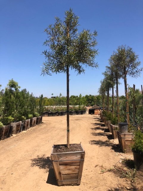 Photo for Rhus lancea (Standard) (African Sumac)