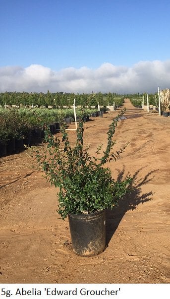 Photo for Abelia grandiflora 'Edward Goucher' (Edward Goucher Abelia)