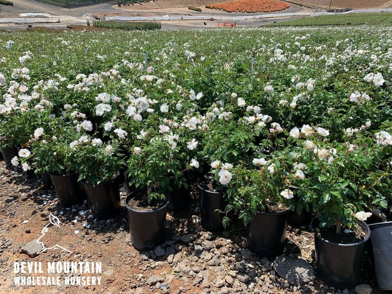 Photo for Rosa floribunda 'Iceberg' (Iceberg Rose )