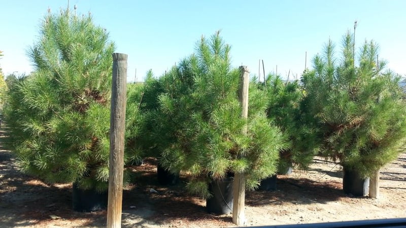 Photo for Pinus pinea (Standard) (Stone Pine)