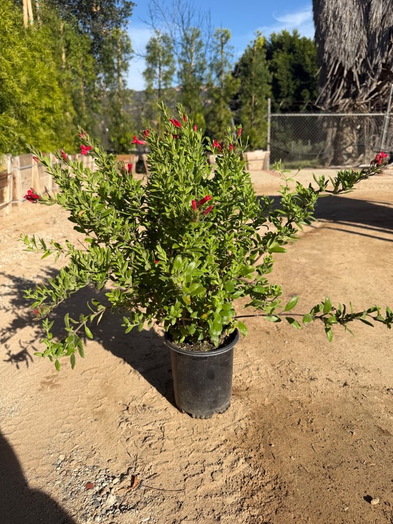 Photo for Galvezia speciosa (Island Snapdragon)