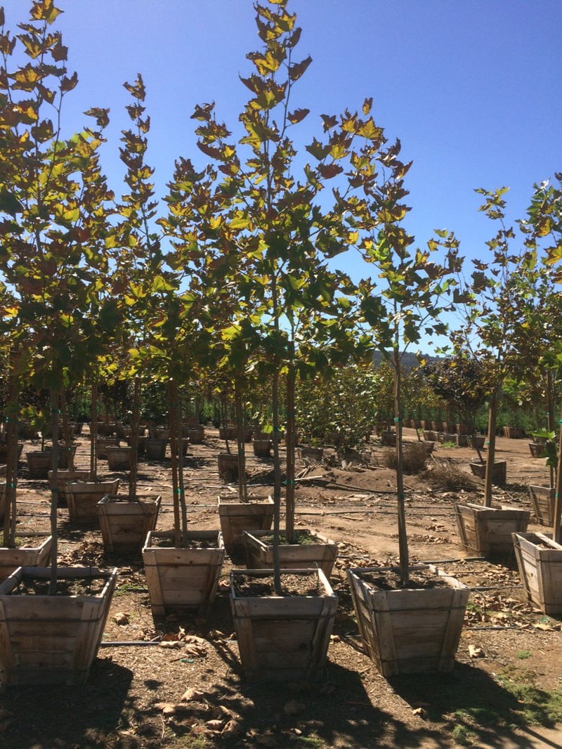 Photo for Platanus acerifolia 'Bloodgood' (Standard) (Bloodgood London Plane Tree)