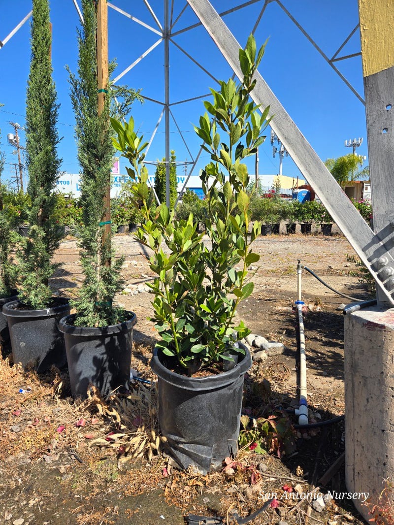 Photo for Laurus nobilis (Column) (Sweet Bay)