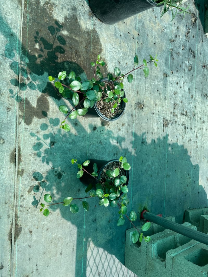 Photo for Ribes viburnifolium (Catalina Currant)