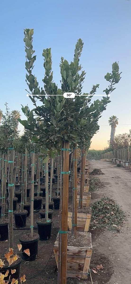 Photo for Laurus nobilis 'Saratoga' (Standard) (Saratoga Bay Laurel)