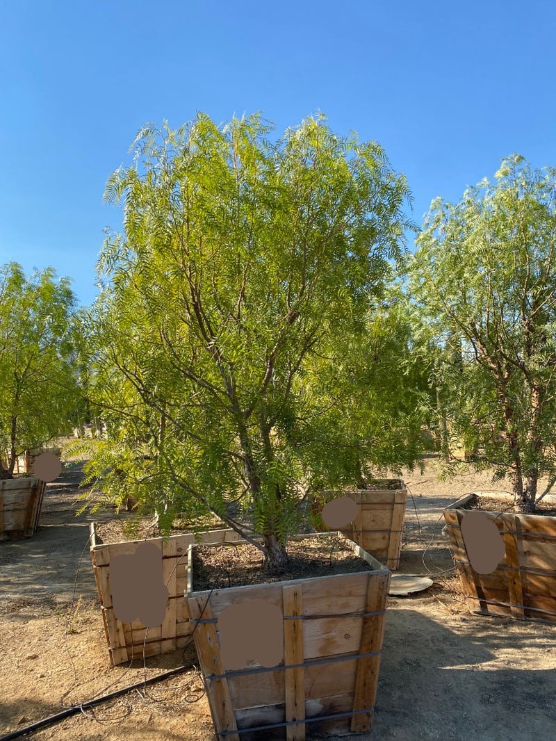 Photo for Schinus molle (Multi) (California Pepper Tree)