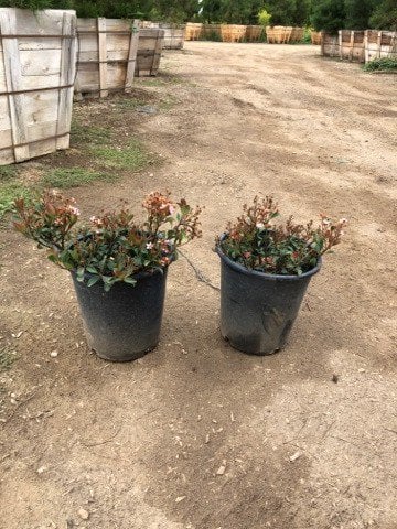 Photo for Rhaphiolepis indica 'Ballerina' (Ballerina Indian Hawthorn)