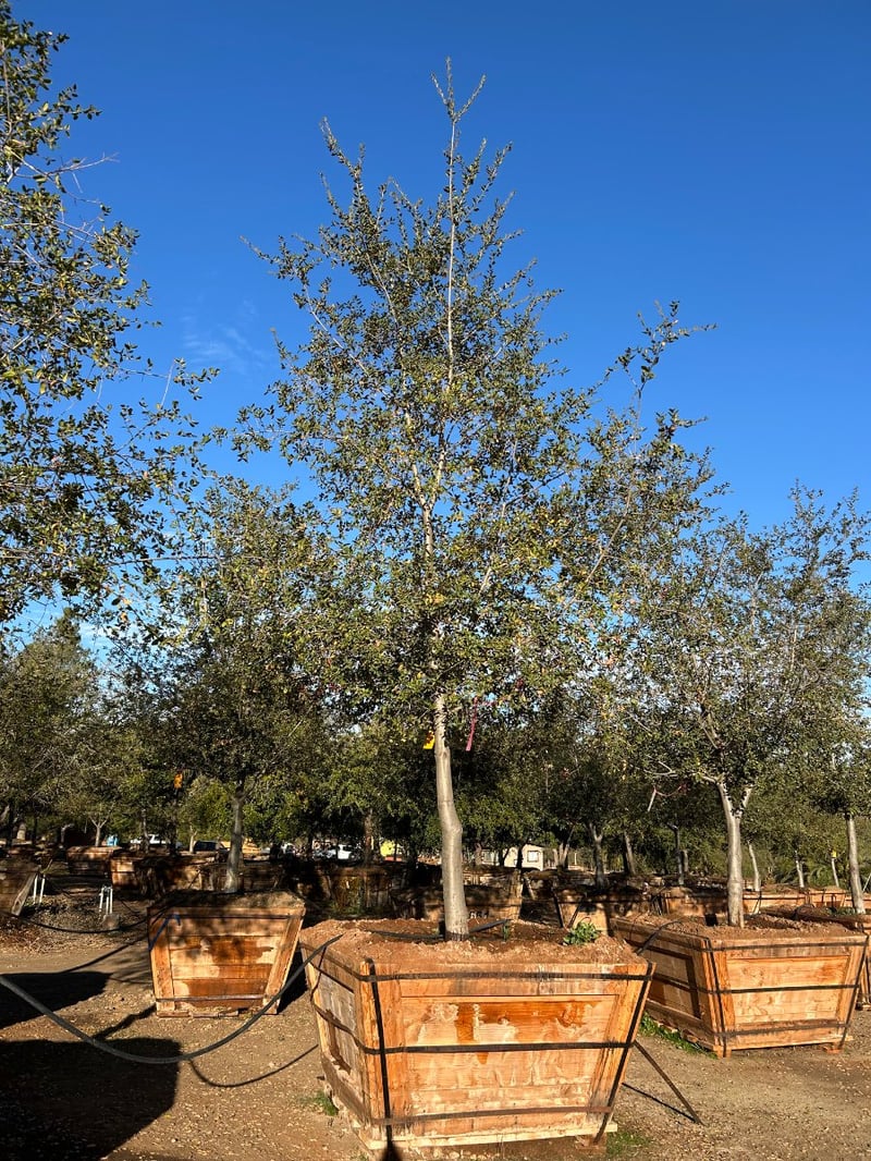 Photo for Quercus agrifolia (California Live Oak)