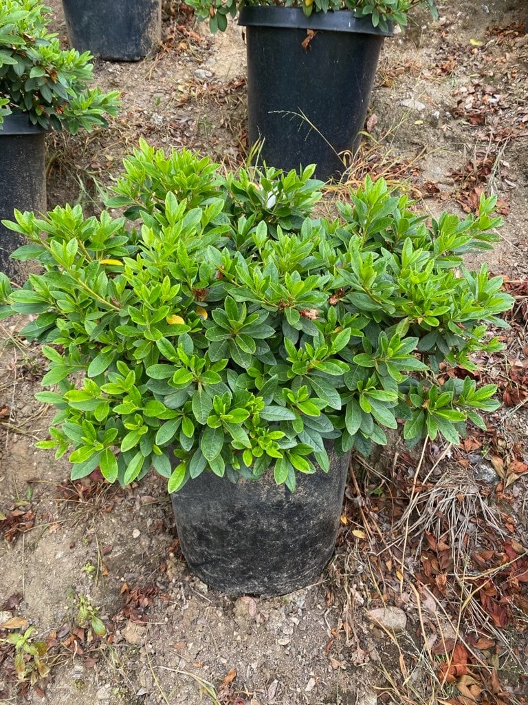 Photo for Azalea 'Alaska' (Alaska Azalea)