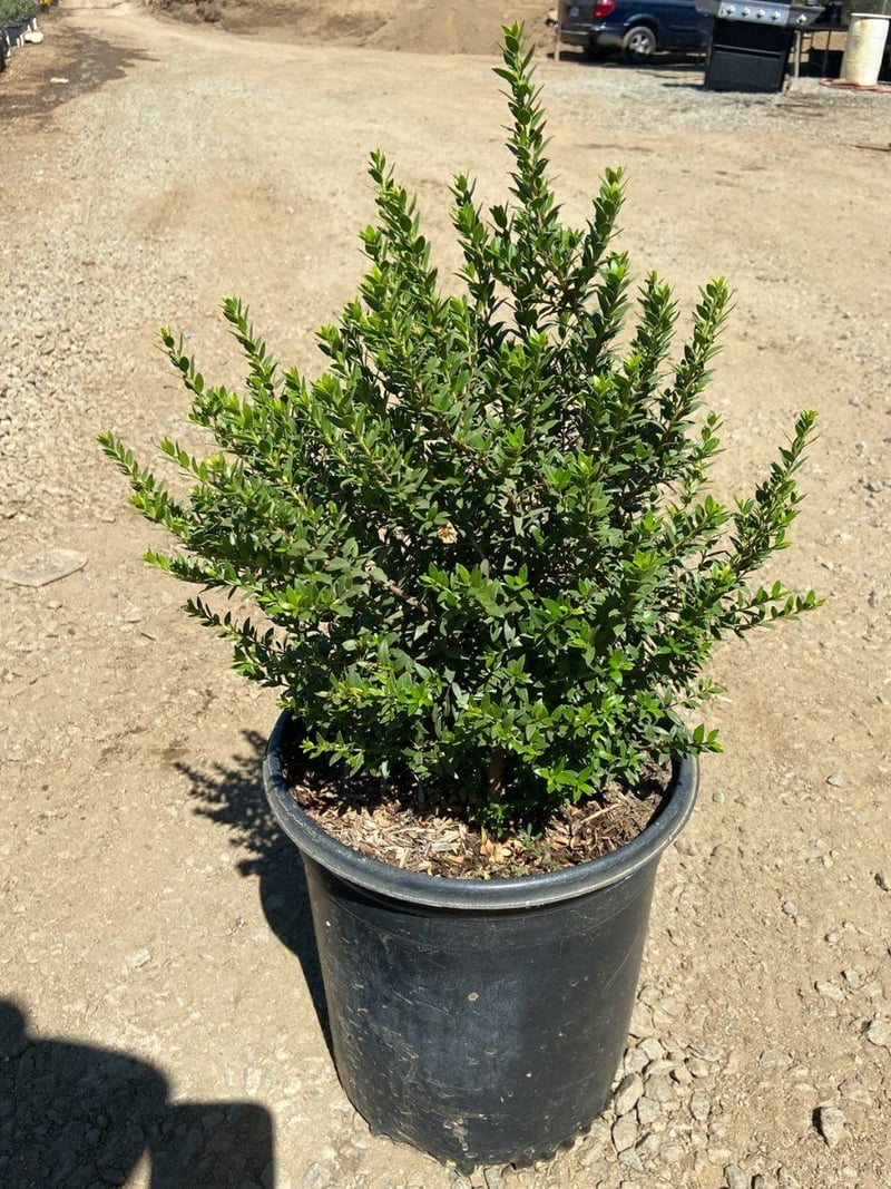 Photo for Myrtus communis 'Compacta' (Dwarf Myrtle)