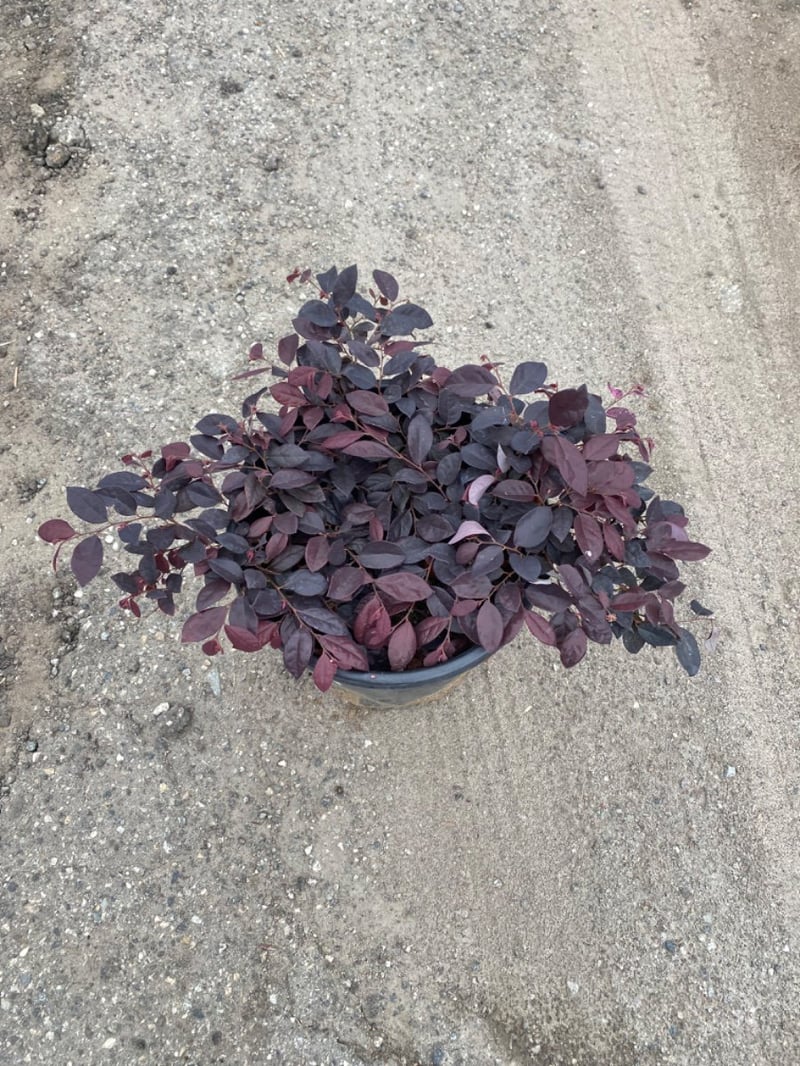 Photo for Loropetalum chinense ‘PPI’ (Purple Daydream Dwarf Loropetalum)
