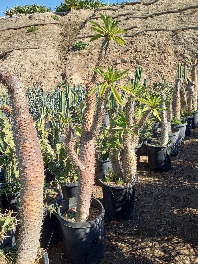 Photo for Pachypodium lamerei (Madagascar Palm)