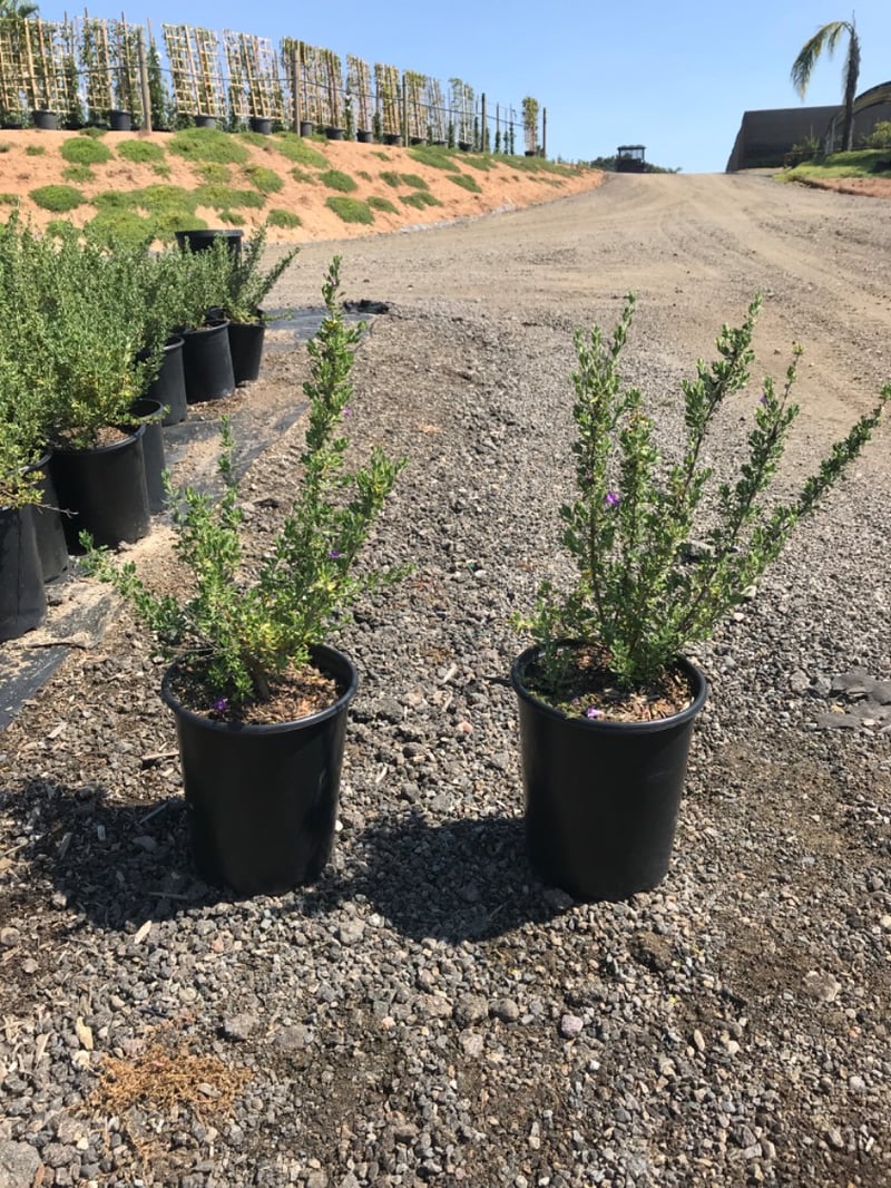 Photo for Leucophyllum langmaniae 'Rio Bravo' (Rio Bravo Texas Ranger)