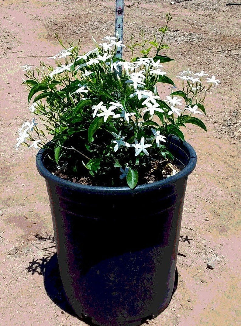 Photo for Jasminum angulare (South African Jasmine)