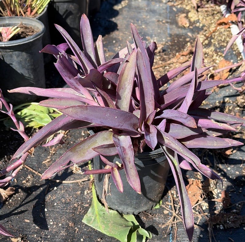 Photo for Tradescantia pallida (Purple Heart )
