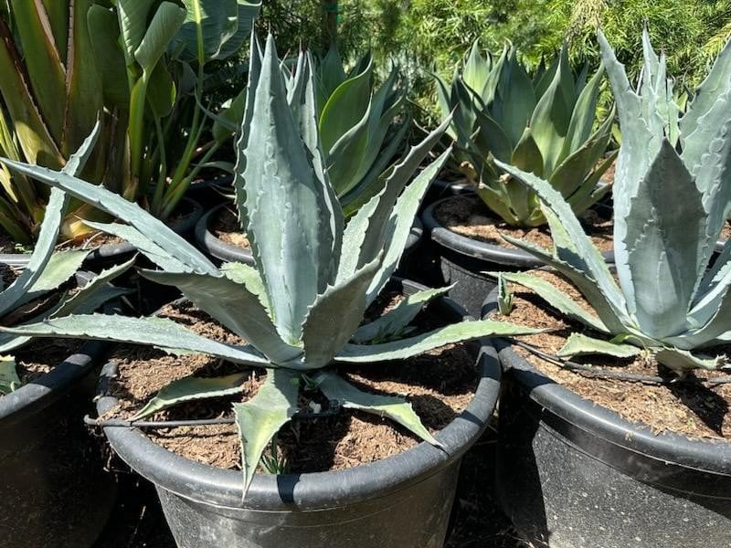 Photo for Agave americana (Century Plant)