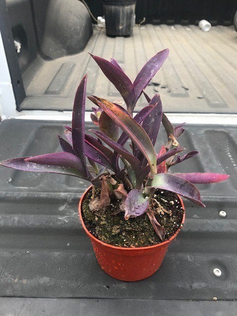 Photo for Tradescantia pallida 'Purpurea' (Purple Heart, Purple Queen)