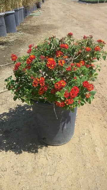 Photo for Lantana camara (Common Lantana)