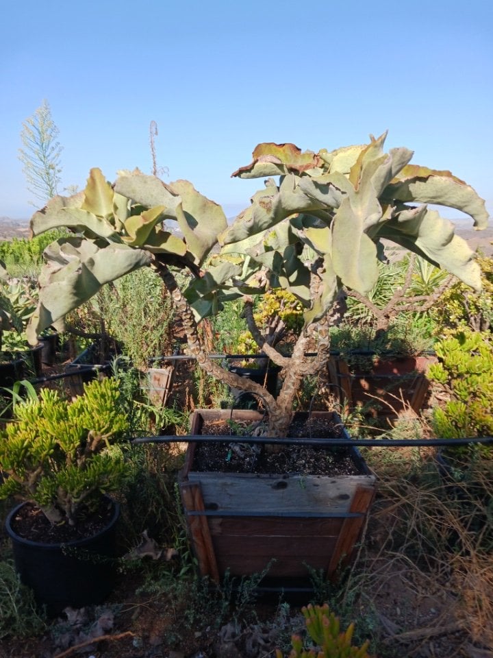 Photo for Kalanchoe beharensis (Felt Plant)