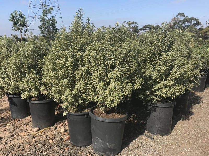Photo for Pittosporum tenuifolium 'Marjorie Channon' (Variegated Kohuhu)