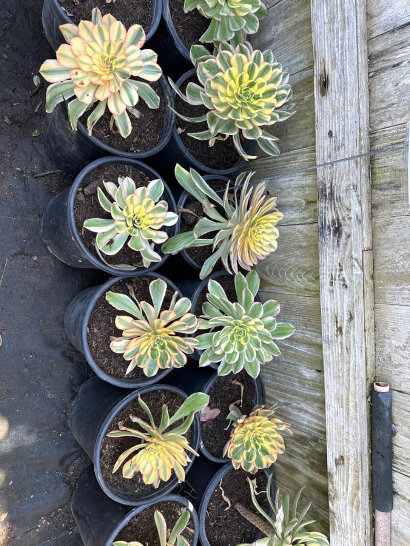 Photo for Aeonium 'Sunburst' (Copper Pinwheel)