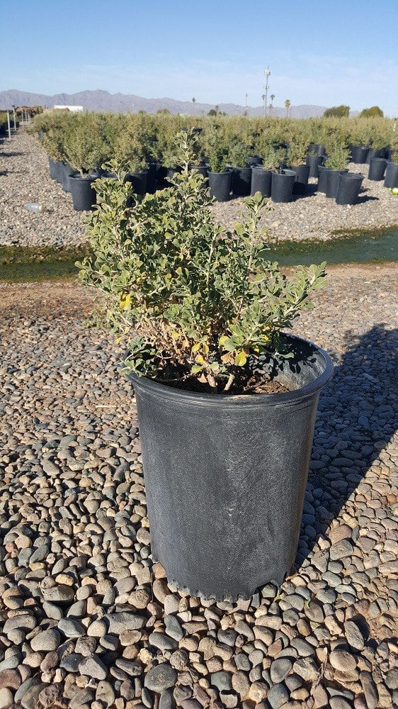 Photo for Leucophyllum langmaniae 'Rio Bravo' (Rio Bravo Texas Ranger)