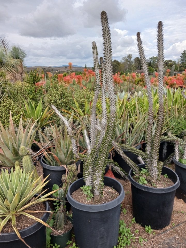 Photo for Alluaudia procera (Madagascar Ocotillo)