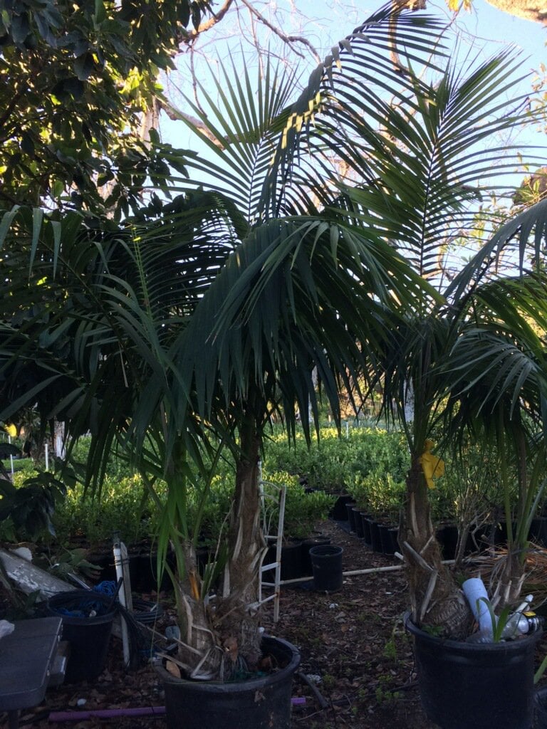 Photo for Howea forsteriana (Kentia Palm)