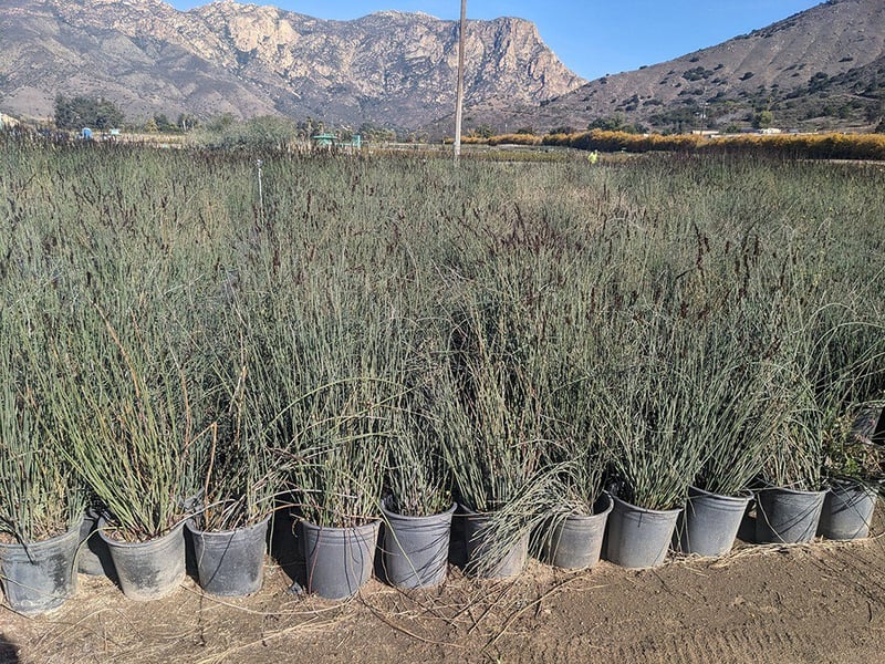 Photo for Chondropetalum tectorum 'El Campo' (El Campo Small Cape Rush)