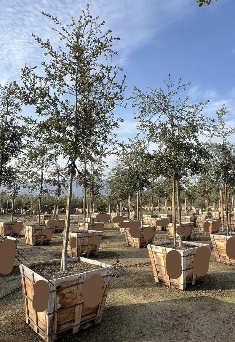Photo for Quercus engelmannii (Mesa Oak, Engelmann Oak)