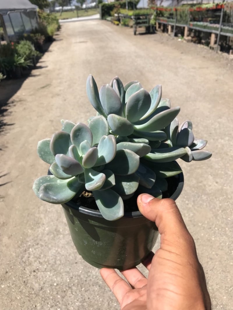 Photo for Graptoveria 'Fred Ives' (Graptoveria 'Fred Ives')