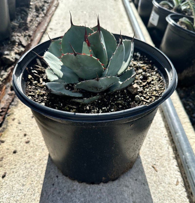Photo for Agave parryi var. truncata (Artichoke Agave)