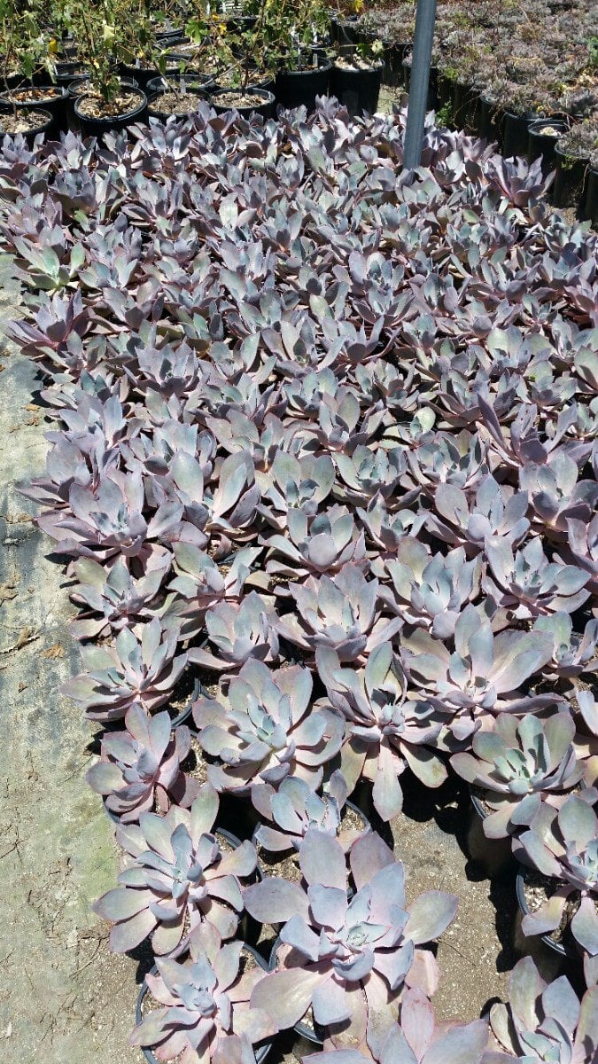 Photo for Echeveria 'Afterglow' (Echeveria 'Afterglow')