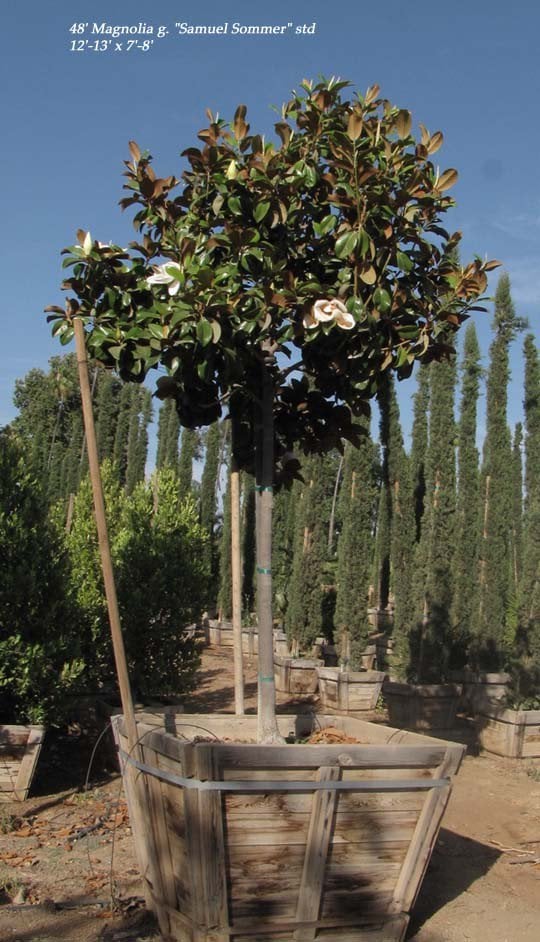 Photo for Magnolia grandiflora 'Samuel Sommer' (Samuel Sommer Magnolia)