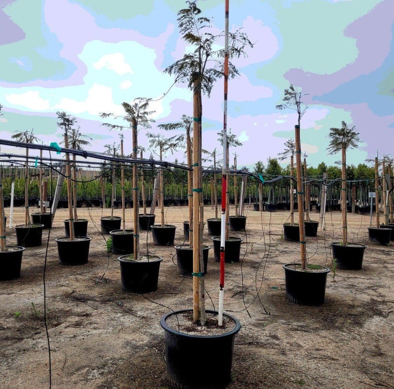 Photo for Jacaranda mimosifolia (Standard) (Jacaranda)