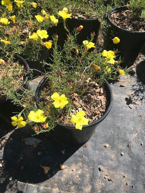 Photo for Calylophus hartwegii (Hartweg's Sundrops)