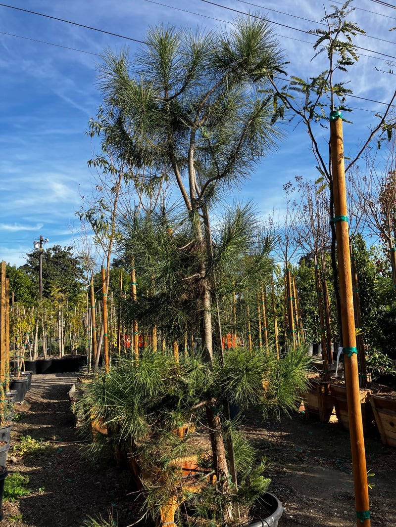 Photo for Pinus pinea (Italian Stone Pine)